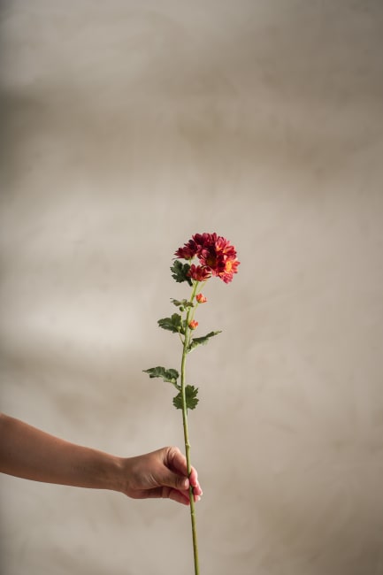Chrysanthemum