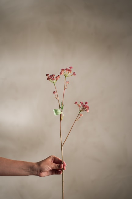 Angelica