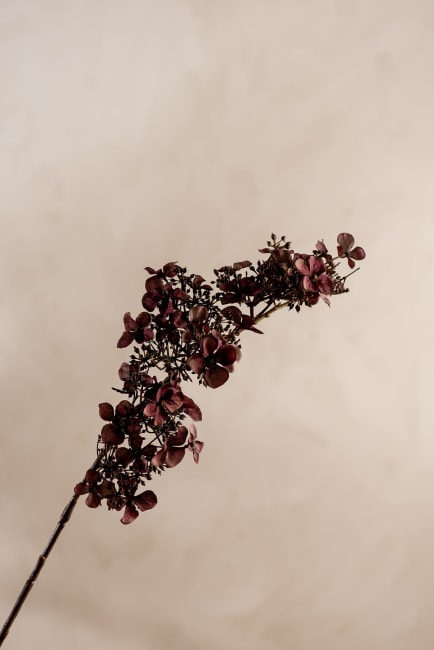 Hortensia