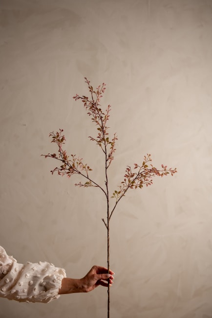 Ruscus