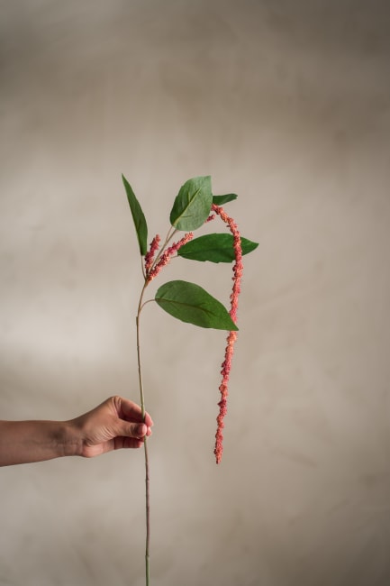 Amaranthus