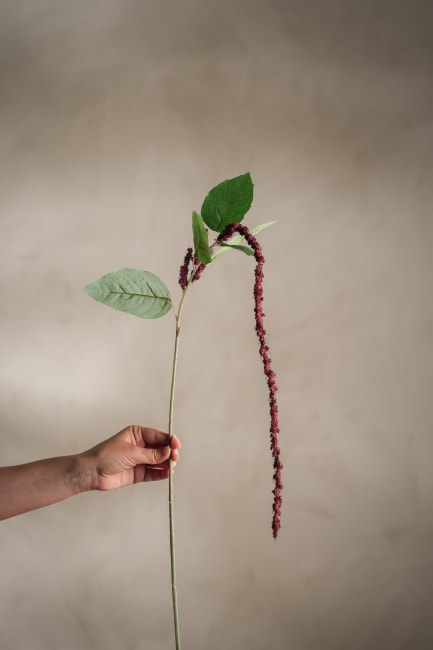 Amaranthus
