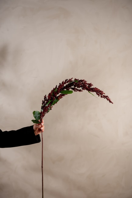 Amaranthus