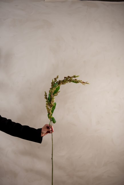 Amaranthus
