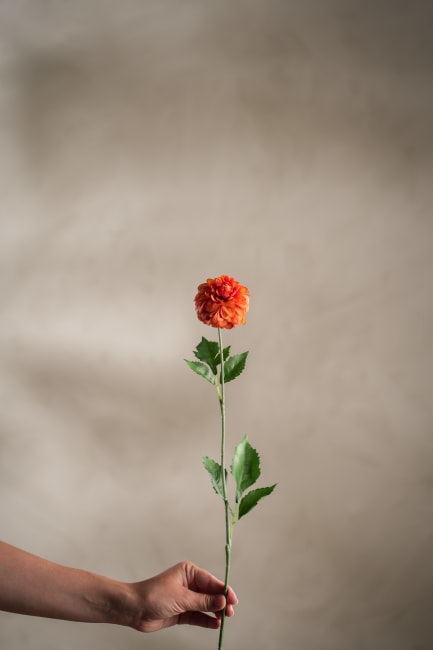 Dahlia