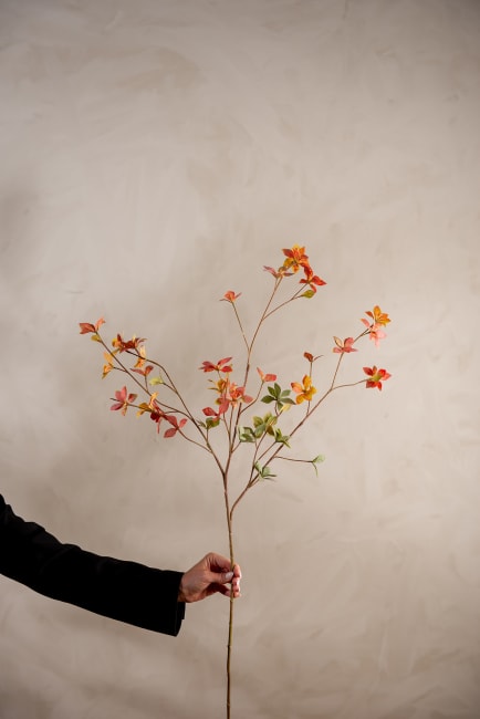 Enkianthus