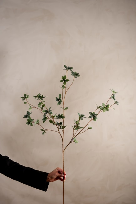 Enkianthus