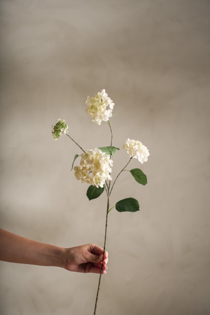 Hortensia