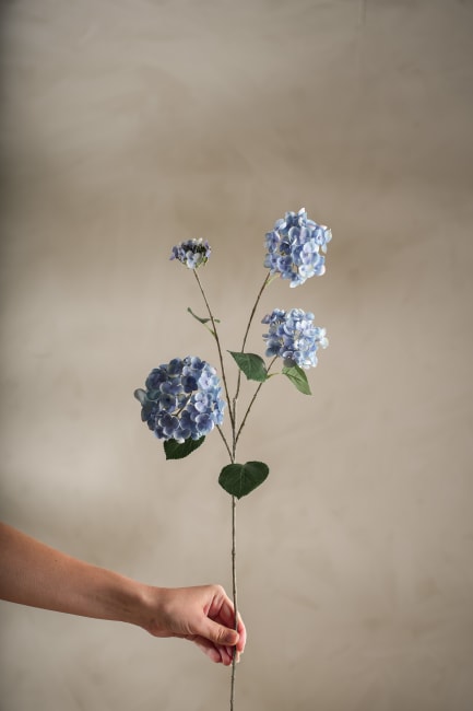 Hortensia