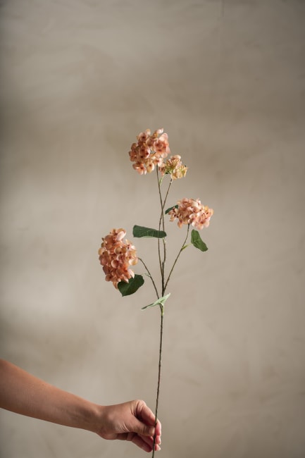 Hortensia