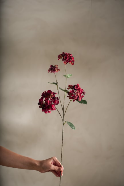 Hortensia