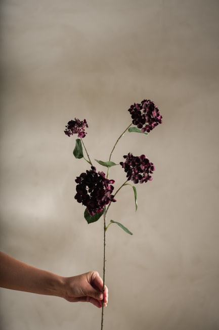 Hortensia