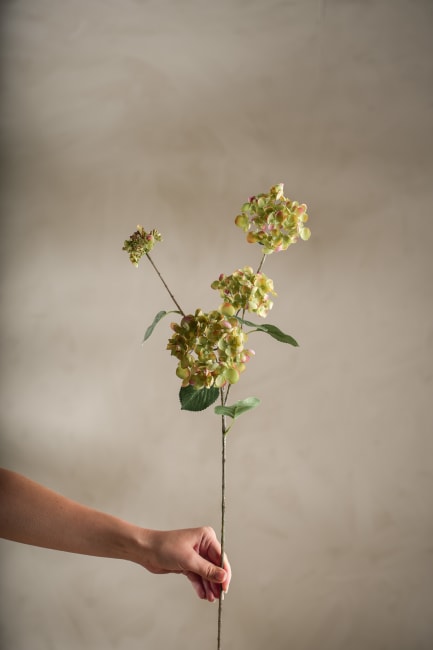 Hortensia
