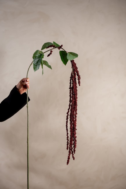 Amaranthus