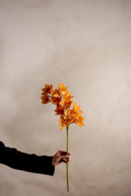 Cymbidium