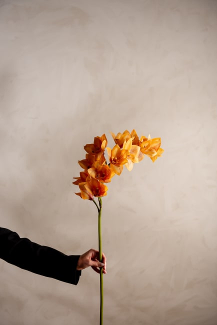 Cymbidium