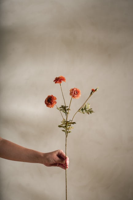 Tagetes