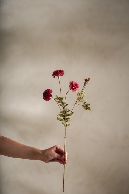 Tagetes