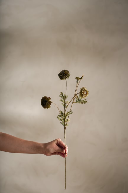 Tagetes