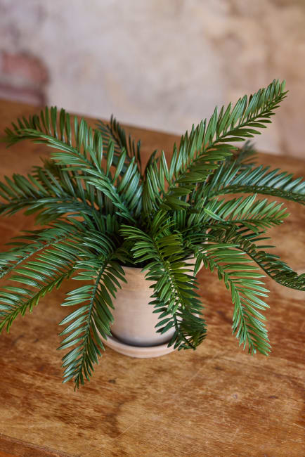 Cycas