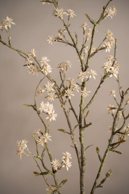 Gypsophila