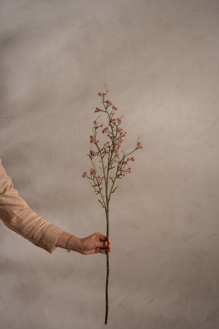 Gypsophila