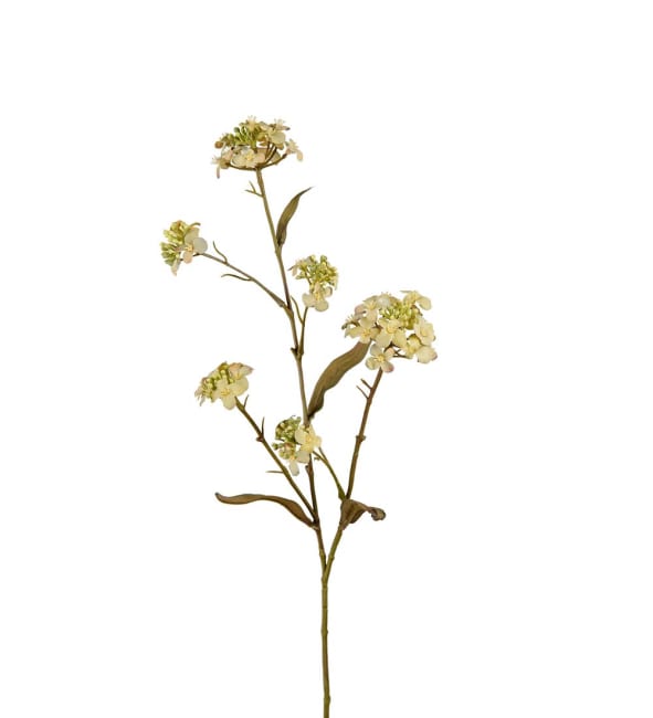Blomster Iberis