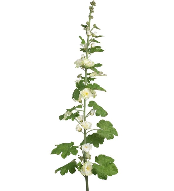 Stockros