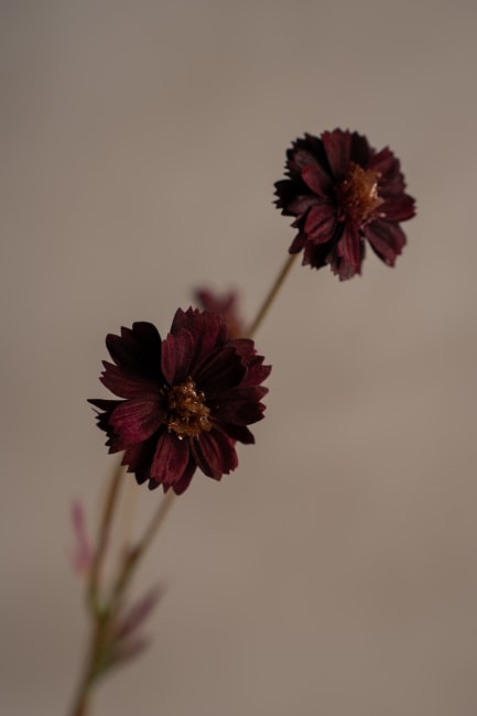 Coreopsis