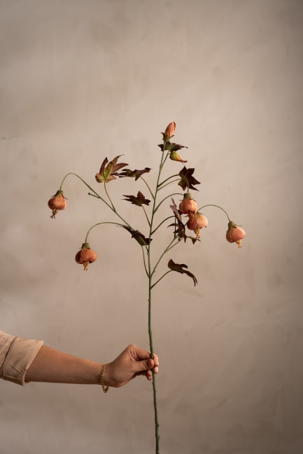 Blomsterlönn