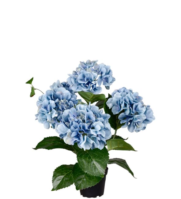 Hortenisa