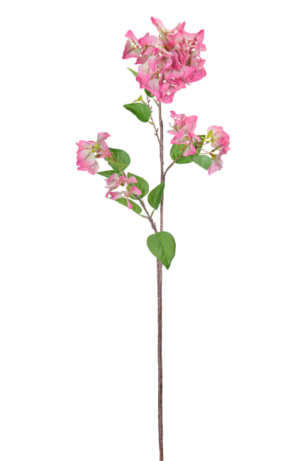 Bougainvillea