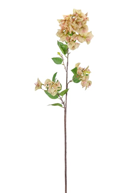 Bougainvillea