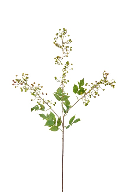Blomkvist