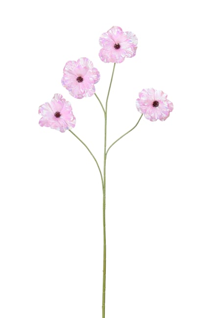 Anemone