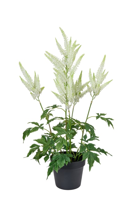 Astilbe