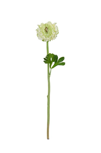 Ranuncel