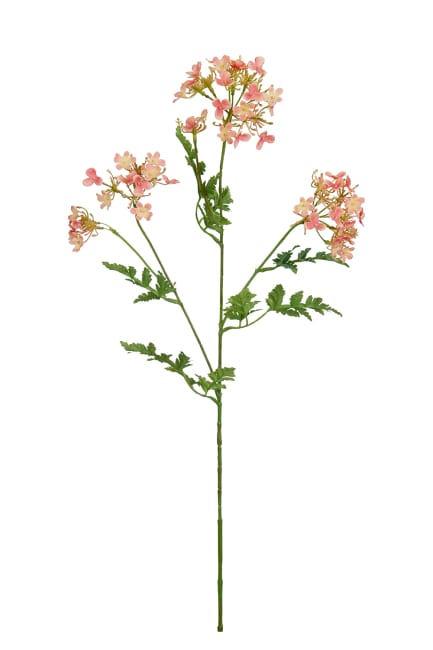 Blomsterkörvel