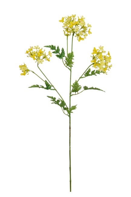 Blomsterkörvel