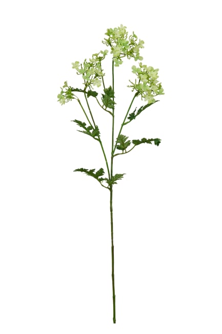 Blomsterkörvel