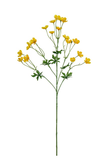Smörblomma