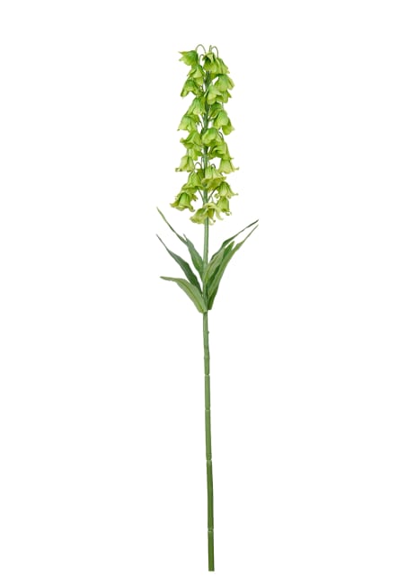 Frittilaria