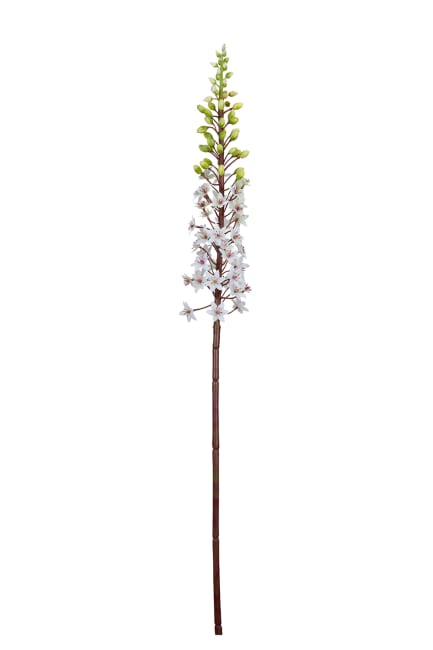 Eucomis