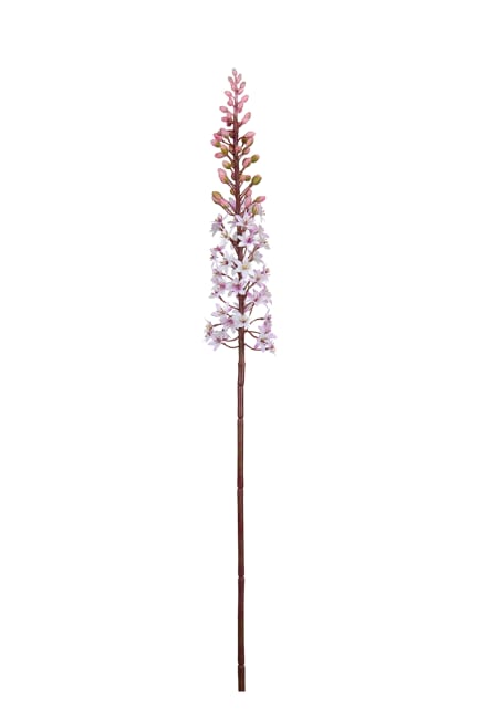 Eucomis