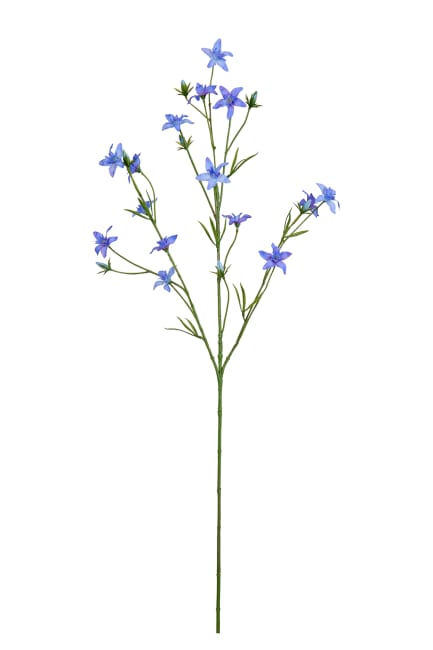 Nigella