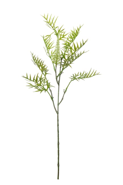 Grevillea