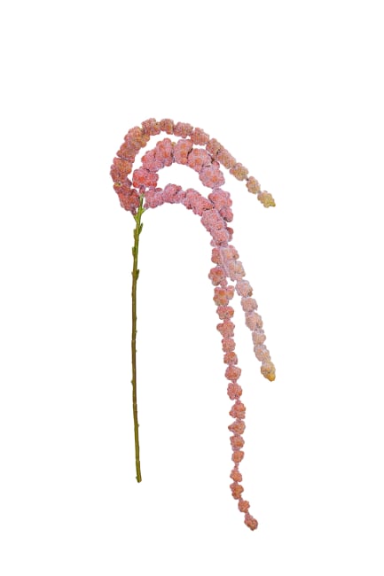 Amaranthus