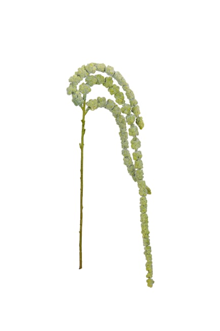 Amaranthus
