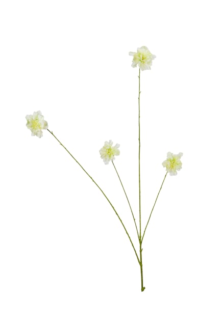 Pion