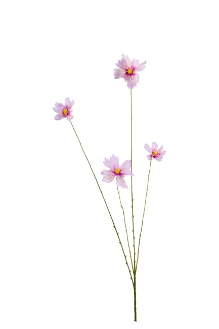 Cosmos